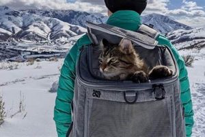 Best Cat Hiking Backpack: Adventure Carrier Guide Safem Fabrication - Precision Engineering & Custom Manufacturing Solutions Best Cat Hiking Backpack: Adventure Carrier Guide | Safem Fabrication - Precision Engineering & Custom Manufacturing Solutions