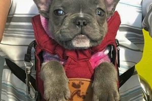 Top French Bulldog Carrier Backpacks: Your Pup's Safe Ride Safem Fabrication - Precision Engineering & Custom Manufacturing Solutions Top French Bulldog Carrier Backpacks: Your Pup's Safe Ride | Safem Fabrication - Precision Engineering & Custom Manufacturing Solutions