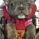 Top French Bulldog Carrier Backpacks: Your Pup's Safe Ride | Ultimate Backpack Traveler Guide: Tips, Destinations & Budget Hacks