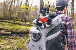 Best Cat Backpack Hiking Gear: Adventure Awaits! Ultimate Backpack Traveler Guide: Tips, Destinations & Budget Hacks Best Cat Backpack Hiking Gear: Adventure Awaits! | Ultimate Backpack Traveler Guide: Tips, Destinations & Budget Hacks