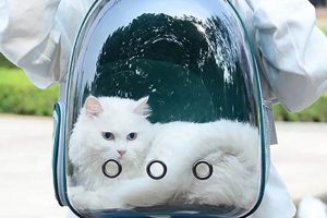 Shop Clear Backpack for Cats: Safe & Comfy Carrier! Ultimate Backpack Traveler Guide: Tips, Destinations & Budget Hacks Shop Clear Backpack for Cats: Safe & Comfy Carrier! | Ultimate Backpack Traveler Guide: Tips, Destinations & Budget Hacks