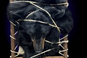 Carry that Bear! Backpack Mount for Taxidermy Ultimate Backpack Traveler Guide: Tips, Destinations & Budget Hacks Carry that Bear! Backpack Mount for Taxidermy | Ultimate Backpack Traveler Guide: Tips, Destinations & Budget Hacks