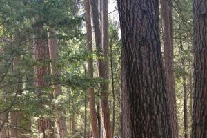 Best Backpacker's Campground: Guide & Tips Ultimate Backpack Traveler Guide: Tips, Destinations & Budget Hacks Best Backpacker's Campground: Guide & Tips | Ultimate Backpack Traveler Guide: Tips, Destinations & Budget Hacks