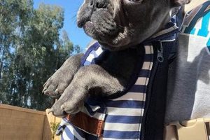 Best Frenchie Carrier Backpack: Secure & Stylish Safem Fabrication - Precision Engineering & Custom Manufacturing Solutions Best Frenchie Carrier Backpack: Secure & Stylish | Safem Fabrication - Precision Engineering & Custom Manufacturing Solutions