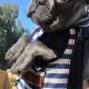 Best Frenchie Carrier Backpack: Secure & Stylish | Ultimate Backpack Traveler Guide: Tips, Destinations & Budget Hacks