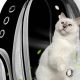 Carry Your Cat: Best Bubble Backpacks for Cats! | Ultimate Backpack Traveler Guide: Tips, Destinations & Budget Hacks