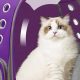 The Ultimate Pet Backpack Guide For Happy Hikes | Ultimate Backpack Traveler Guide: Tips, Destinations & Budget Hacks