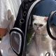 Best Cat Carrier Backpack Bubble: Travel in Style! | Ultimate Backpack Traveler Guide: Tips, Destinations & Budget Hacks