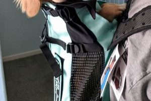 Best Backpack Carrier for Dachshund: Your Dog's Mobile Home! Ultimate Backpack Traveler Guide: Tips, Destinations & Budget Hacks Best Backpack Carrier for Dachshund: Your Dog's Mobile Home! | Ultimate Backpack Traveler Guide: Tips, Destinations & Budget Hacks