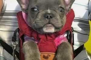 The Ultimate Frenchie Backpack Carrier: Travel in Style! Ultimate Backpack Traveler Guide: Tips, Destinations & Budget Hacks The Ultimate Frenchie Backpack Carrier: Travel in Style! | Ultimate Backpack Traveler Guide: Tips, Destinations & Budget Hacks