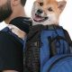 Gear Up: Best Dog with a Backpack for Adventurers! | Ultimate Backpack Traveler Guide: Tips, Destinations & Budget Hacks