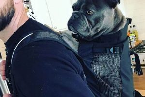 Ultimate French Bulldog Backpack Carrier Guide Ultimate Backpack Traveler Guide: Tips, Destinations & Budget Hacks Ultimate French Bulldog Backpack Carrier Guide | Ultimate Backpack Traveler Guide: Tips, Destinations & Budget Hacks