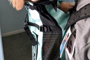 Best Dachshund Carrier Backpack: Travel Safely! Ultimate Backpack Traveler Guide: Tips, Destinations & Budget Hacks Best Dachshund Carrier Backpack: Travel Safely! | Ultimate Backpack Traveler Guide: Tips, Destinations & Budget Hacks