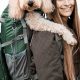 Best Large Dog Backpack Carrier: Safe &amp; Easy! | Ultimate Backpack Traveler Guide: Tips, Destinations & Budget Hacks