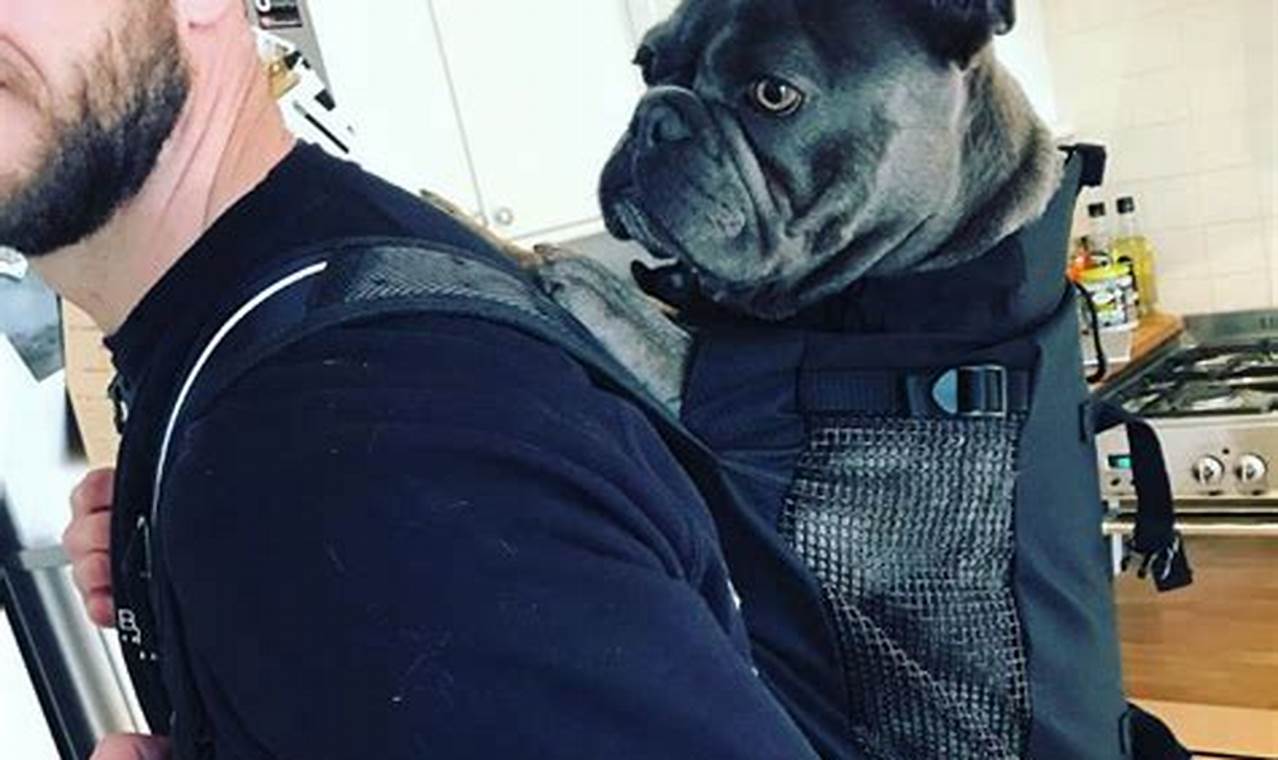 Stylish Frenchie Backpack: Comfort & Safety On The Go Ultimate Backpack Traveler Guide: Tips, Destinations & Budget Hacks Stylish Frenchie Backpack: Comfort & Safety On The Go | Ultimate Backpack Traveler Guide: Tips, Destinations & Budget Hacks