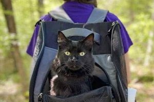 Is Carrying a Cat in a Backpack Safe? A Guide Ultimate Backpack Traveler Guide: Tips, Destinations & Budget Hacks Is Carrying a Cat in a Backpack Safe? A Guide | Ultimate Backpack Traveler Guide: Tips, Destinations & Budget Hacks