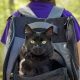 Is Carrying a Cat in a Backpack Safe? A Guide | Ultimate Backpack Traveler Guide: Tips, Destinations & Budget Hacks