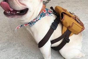 Ultimate Backpacks With Puppies Guide: Safe & Comfy Ultimate Backpack Traveler Guide: Tips, Destinations & Budget Hacks Ultimate Backpacks With Puppies Guide: Safe & Comfy | Ultimate Backpack Traveler Guide: Tips, Destinations & Budget Hacks