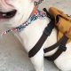Ultimate Backpacks With Puppies Guide: Safe &amp; Comfy | Ultimate Backpack Traveler Guide: Tips, Destinations & Budget Hacks