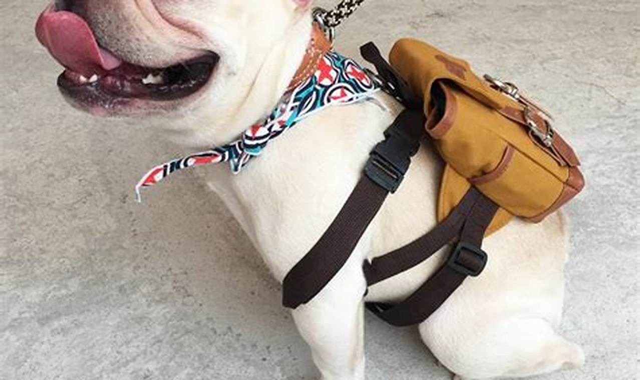Ultimate Backpacks With Puppies Guide: Safe & Comfy Ultimate Backpack Traveler Guide: Tips, Destinations & Budget Hacks Ultimate Backpacks With Puppies Guide: Safe & Comfy | Ultimate Backpack Traveler Guide: Tips, Destinations & Budget Hacks