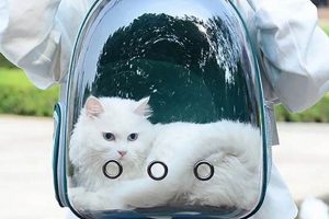 The Ultimate Clear Cat Backpack Guide: Benefits & More! Ultimate Backpack Traveler Guide: Tips, Destinations & Budget Hacks The Ultimate Clear Cat Backpack Guide: Benefits & More! | Ultimate Backpack Traveler Guide: Tips, Destinations & Budget Hacks