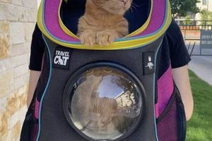 Best Travel Cat Backpacks: Your Ultimate Guide Ultimate Backpack Traveler Guide: Tips, Destinations & Budget Hacks Best Travel Cat Backpacks: Your Ultimate Guide | Ultimate Backpack Traveler Guide: Tips, Destinations & Budget Hacks