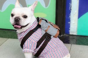 Best Little Dog Backpacks for Adventurous Pups Ultimate Backpack Traveler Guide: Tips, Destinations & Budget Hacks Best Little Dog Backpacks for Adventurous Pups | Ultimate Backpack Traveler Guide: Tips, Destinations & Budget Hacks