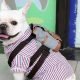 Best Little Dog Backpacks for Adventurous Pups | Ultimate Backpack Traveler Guide: Tips, Destinations & Budget Hacks