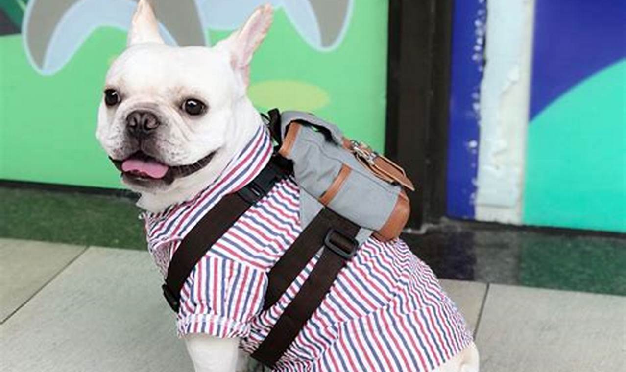 Best Little Dog Backpacks for Adventurous Pups Ultimate Backpack Traveler Guide: Tips, Destinations & Budget Hacks Best Little Dog Backpacks for Adventurous Pups | Ultimate Backpack Traveler Guide: Tips, Destinations & Budget Hacks