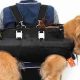 Best Dog Carrier Backpacks for 25 lbs Dogs: Comfort &amp; Safety! | Ultimate Backpack Traveler Guide: Tips, Destinations & Budget Hacks