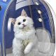 Top-Rated Best Cat Carrier Backpack [2024 Guide] | Ultimate Backpack Traveler Guide: Tips, Destinations & Budget Hacks