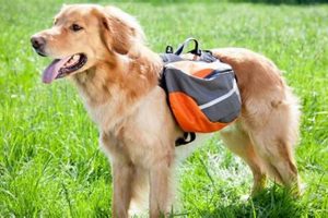 Top-Rated Best Dog Backpacks: Your Dog's Load Out + Review Ultimate Backpack Traveler Guide: Tips, Destinations & Budget Hacks Top-Rated Best Dog Backpacks: Your Dog's Load Out + Review | Ultimate Backpack Traveler Guide: Tips, Destinations & Budget Hacks