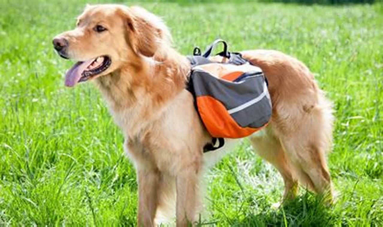 Top-Rated Best Dog Backpacks: Your Dog's Load Out + Review Ultimate Backpack Traveler Guide: Tips, Destinations & Budget Hacks Top-Rated Best Dog Backpacks: Your Dog's Load Out + Review | Ultimate Backpack Traveler Guide: Tips, Destinations & Budget Hacks