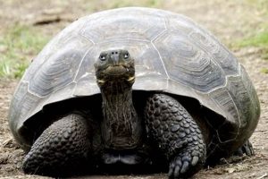 Gear Up: Backpack Turtling for Ultimate Backpacker Survival | Ultimate Backpack Traveler Guide: Tips, Destinations & Budget Hacks