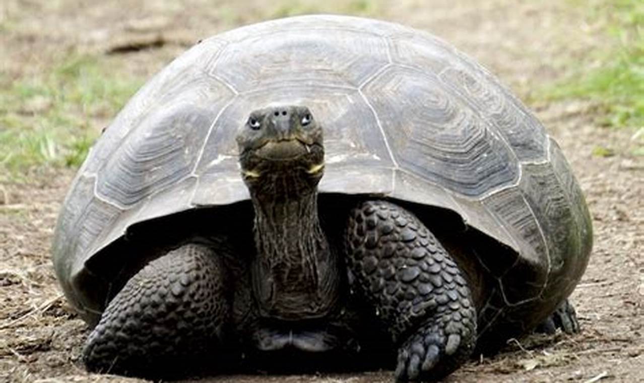 Gear Up: Backpack Turtling for Ultimate Backpacker Survival Ultimate Backpack Traveler Guide: Tips, Destinations & Budget Hacks Gear Up: Backpack Turtling for Ultimate Backpacker Survival | Ultimate Backpack Traveler Guide: Tips, Destinations & Budget Hacks