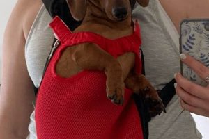 Best Dachshund Backpack Carrier: Safe & Comfy Travel! | Ultimate Backpack Traveler Guide: Tips, Destinations & Budget Hacks
