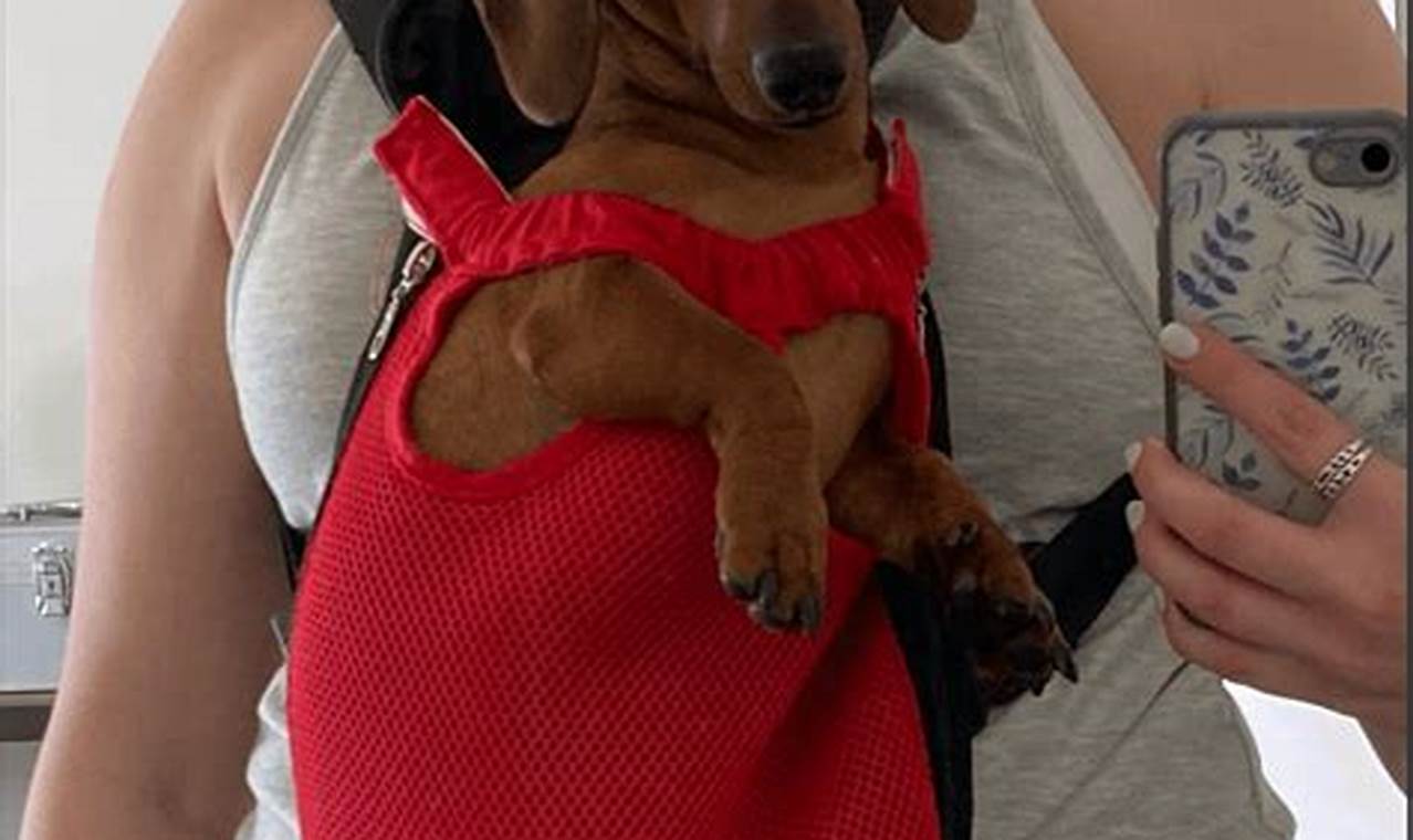 Best Dachshund Backpack Carrier: Safe & Comfy Travel! Ultimate Backpack Traveler Guide: Tips, Destinations & Budget Hacks Best Dachshund Backpack Carrier: Safe & Comfy Travel! | Ultimate Backpack Traveler Guide: Tips, Destinations & Budget Hacks
