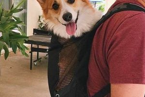 Best Corgi Dog Backpack for Adventure: [Corgi Name]'s Pack! | Ultimate Backpack Traveler Guide: Tips, Destinations & Budget Hacks