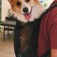 Best Corgi Dog Backpack for Adventure: [Corgi Name]'s Pack! | Ultimate Backpack Traveler Guide: Tips, Destinations & Budget Hacks