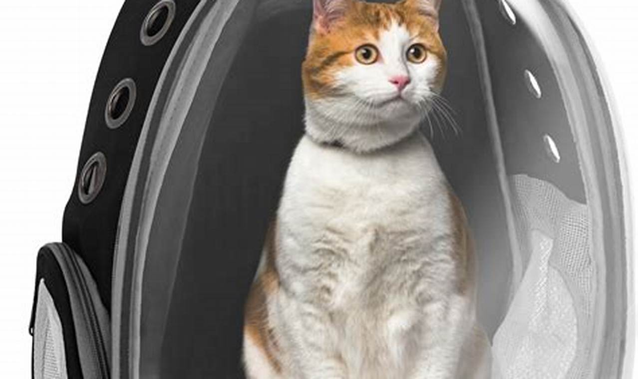 Adventure-Ready Backpack Cat Bubble: Take Your Cat Anywhere! Ultimate Backpack Traveler Guide: Tips, Destinations & Budget Hacks Adventure-Ready Backpack Cat Bubble: Take Your Cat Anywhere! | Ultimate Backpack Traveler Guide: Tips, Destinations & Budget Hacks