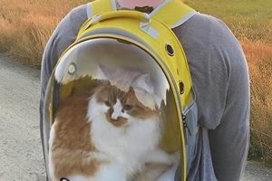 Purr-fect Cat Backpack Bubble: Travel in Style! | Ultimate Backpack Traveler Guide: Tips, Destinations & Budget Hacks