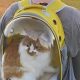 Purr-fect Cat Backpack Bubble: Travel in Style! | Ultimate Backpack Traveler Guide: Tips, Destinations & Budget Hacks