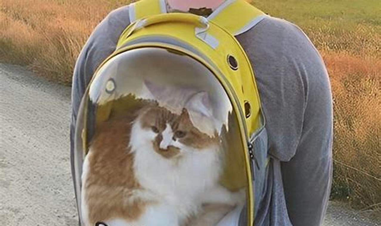 Purr-fect Cat Backpack Bubble: Travel in Style! | Ultimate Backpack Traveler Guide: Tips, Destinations & Budget Hacks