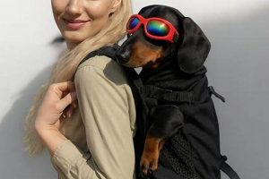 The Ultimate Doxie Backpack Guide: Comfort & Safety Ultimate Backpack Traveler Guide: Tips, Destinations & Budget Hacks The Ultimate Doxie Backpack Guide: Comfort & Safety | Ultimate Backpack Traveler Guide: Tips, Destinations & Budget Hacks