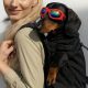 The Ultimate Doxie Backpack Guide: Comfort & Safety | Ultimate Backpack Traveler Guide: Tips, Destinations & Budget Hacks