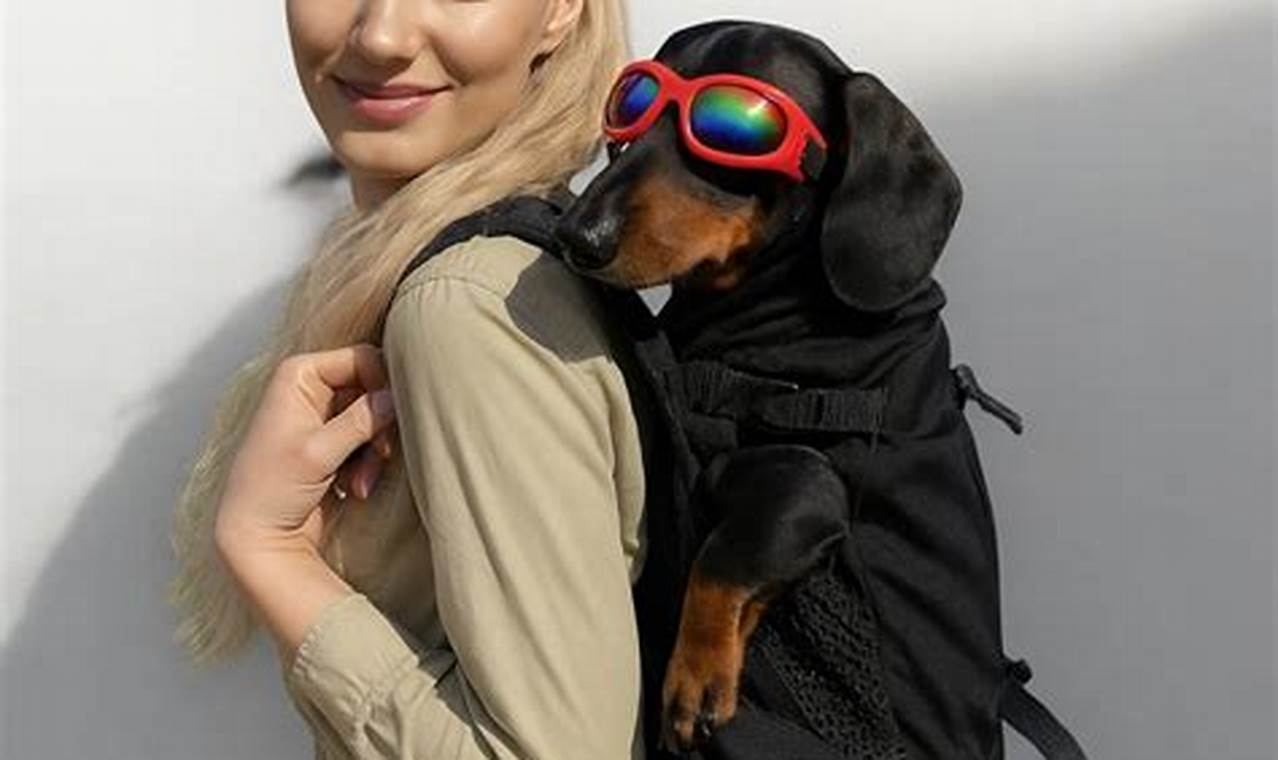 The Ultimate Doxie Backpack Guide: Comfort & Safety | Ultimate Backpack Traveler Guide: Tips, Destinations & Budget Hacks
