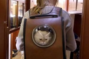 Shop: Taylor Swift Cat Backpack - For Purrfect Fans! | Ultimate Backpack Traveler Guide: Tips, Destinations & Budget Hacks