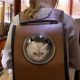 Shop: Taylor Swift Cat Backpack - For Purrfect Fans! | Ultimate Backpack Traveler Guide: Tips, Destinations & Budget Hacks