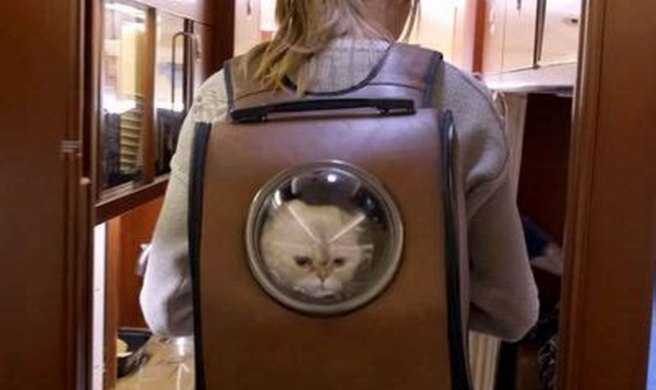Shop: Taylor Swift Cat Backpack - For Purrfect Fans! | Ultimate Backpack Traveler Guide: Tips, Destinations & Budget Hacks
