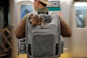 Best Doggy Backpack: Adventure Awaits! | Ultimate Backpack Traveler Guide: Tips, Destinations & Budget Hacks